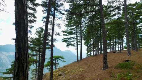 Aerial Video of Forest Landscape with Pine Trees Stock Footage 334114324