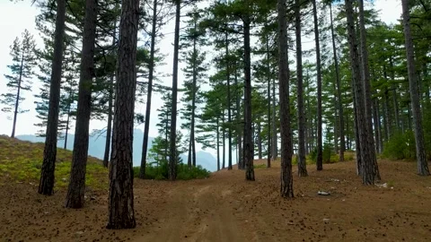 Aerial Video of Green Pine Forest Under Blue Sky Stock Footage 334114304