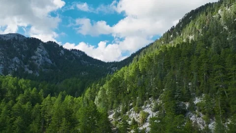 Aerial Video of Green Pine Trees in Mountain Area Stock Footage 334113563