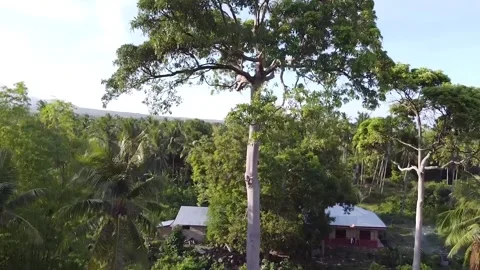 Aerial video of high tree Stock Footage 183669056