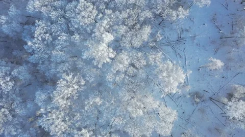 Aerial video from lifting up drone of birch forest in winter season. Stock Footage 146348372