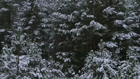 Aerial video from lifting up drone of forest under snow in winter season. Stock Footage 169612364