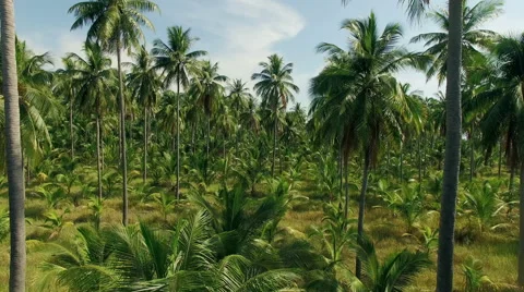 Aerial Video made with the drone. The camera travels through a palm grove. N. Stock Footage 63137432