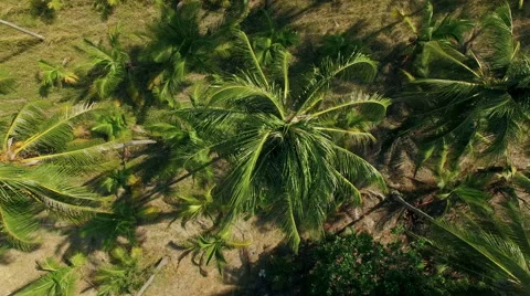 Aerial Video made with the drone. The camera shots a palm vertically rotating N. Stock-Footage 63143894