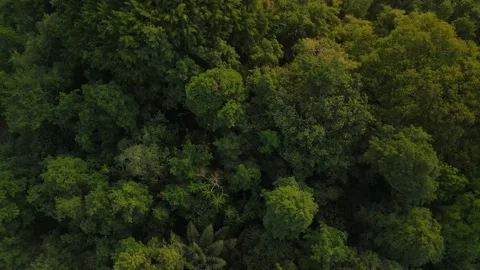 Aerial video over forest, camera facing down, 4k footage Stock Footage 238637406