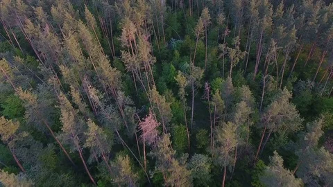 Aerial video of a pine forest Video stock 75306145