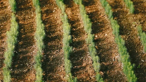 Aerial video of a pine growing nursery and pine plantation of christmas tree in Stock Footage