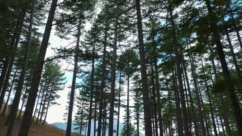 Aerial Video of Pine Tree Canopy in Mountain Forest Stock Footage 334114052
