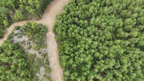 Aerial video from pine tree forest to lake. Stock Footage 289579753