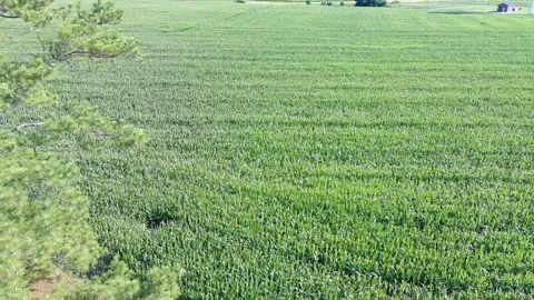 Aerial video Reveal of a Corn Field Stock Footage 340201728