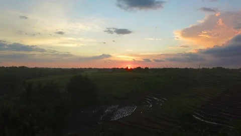 Aerial video of rice fields at sunset Stock Footage 77556368