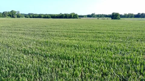 Aerial Video Rising Over a Corn Field Stock Footage 340201626