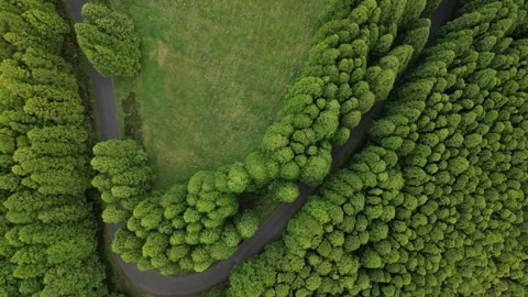 Aerial video of the roads between trees in Azores Portugal Stock Footage 275304346