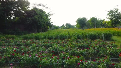 Aerial video shooting of flower fields Video stock 242515813