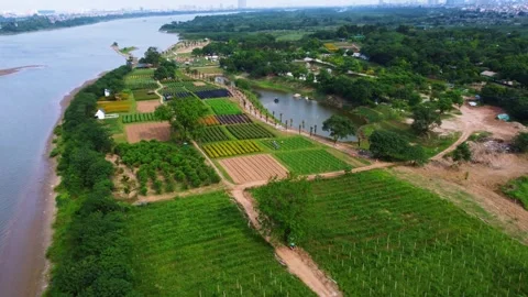 Aerial video shooting of flower fields Stock Footage 242515830