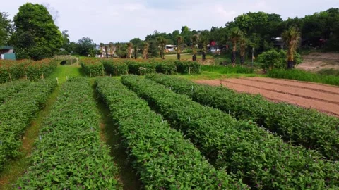 Aerial video shooting of flower fields Stock Footage 242515915