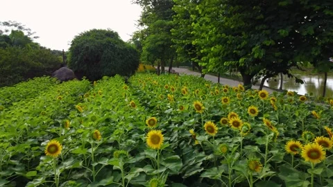 Aerial video shooting of flower fields Stock Footage 242515947