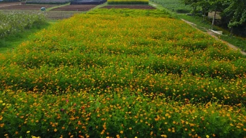Aerial video shooting of flower fields Stock Footage 242516047