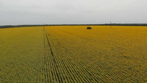 Aerial video shooting of sunflower fields on a sunny summer day in static. Stock Footage 135769701