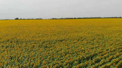 Aerial video shooting of sunflower fields on a sunny summer day in static. Stock Footage 135769714