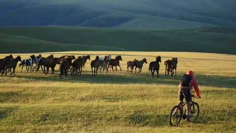 Aerial video shot of a cyclist riding in the mountains next to a herd of horses Stock Footage