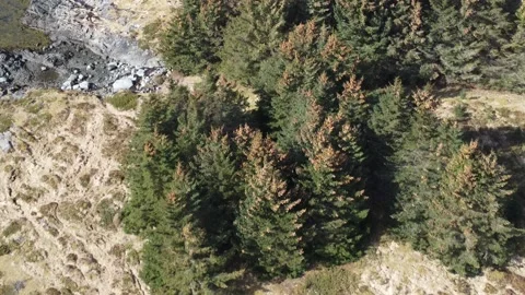 Aerial video of spruce tree forest patch next to the sea with alot of cones 스톡 동영상 188527849