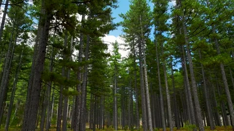 Aerial Video of Tall Pine Trees in Dense Forest Stock Footage 334114613