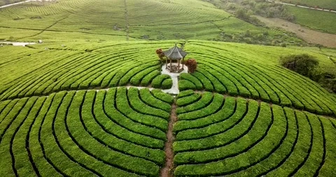 Aerial video of tea base Stock Footage 198517594