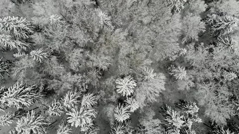 Aerial video of top down view on snow trees and flying downwards Stock Footage 169843404