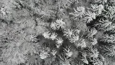 Aerial video of top down view on snow trees and flying upwards Stock-Footage 169843662