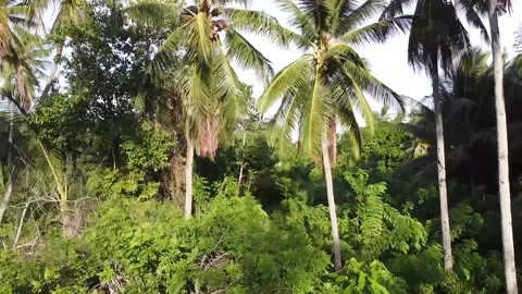 Aerial video of trees and ocean Stock Footage 183669064