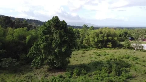 Aerial video of the trees  Stock Footage 183668263