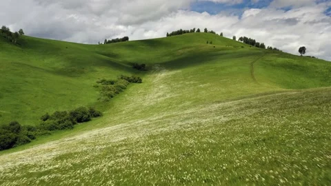 Mayseed Video Stock Video Footage | Royalty Free Mayseed Video Videos