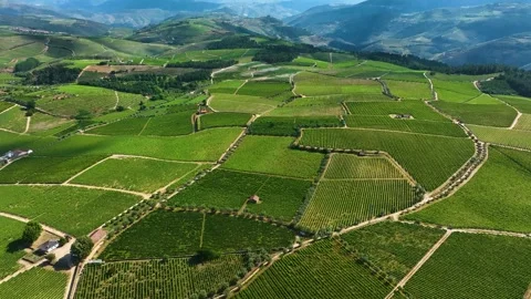 Aerial video of vineyard patchwork and old house in Portugal Stock Footage 309446786