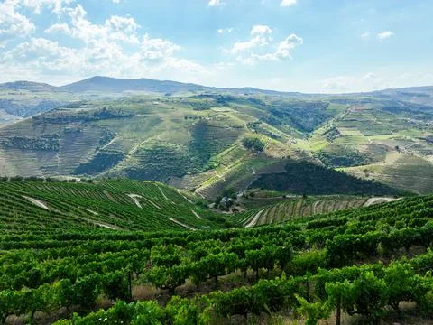 Aerial video of vineyard patchwork and old house in Portugal 스톡 사진