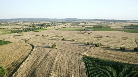 Aerial video of wheat fields at sunset. Stock Footage 132607382