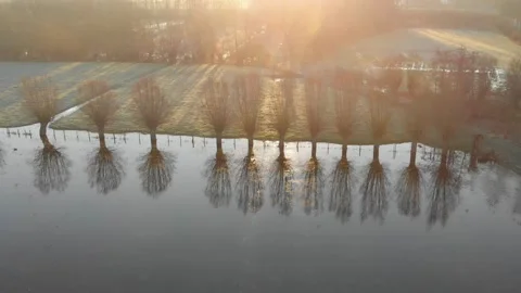 Aerial video willow trees over wetlands Stock Footage 171269685