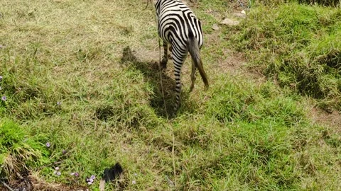 Aerial Video Zebra Overhead View with Black and White Stripes Stock Footage 341427131