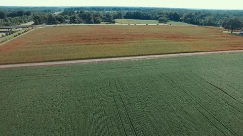 Aerial view of 2 corn fields and road Stock Footage 77681891