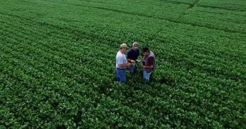 Aerial view of 2 farmers and consultant inspecting GMO soybean plants in field Stock Footage