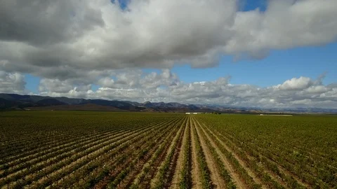 Aerial View #2 of Vineyard Grape Vines Video stock 107115125