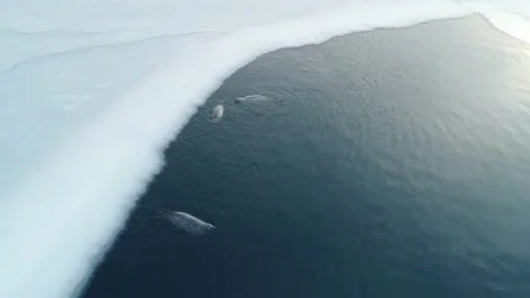 Aerial view of 3 fat spotted seals floating and diving in the clear azure sea Video stock 170743917