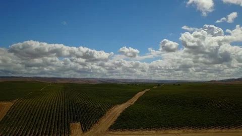 Aerial View #3 Vineyard Grape Vines Video stock 107115216