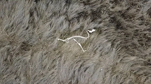 Aerial View 4K - Deer Skeleton in Marsh - Rising Stock Footage 128329983