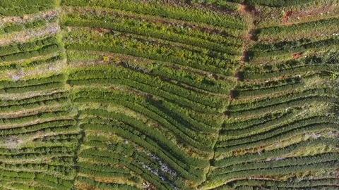 Aerial view 4k drone : Beautiful Morning at Tea Plantation Field. Stock Footage 75985481