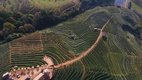 Aerial view 4k drone : Beautiful Morning at Tea Plantation Field. Stock Footage 75985482