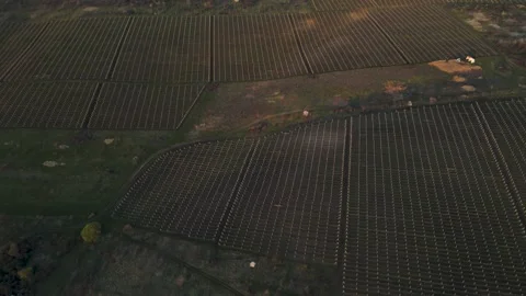 Aerial view of 4k drone view grain plantation in open flat field, Video stock 153555912