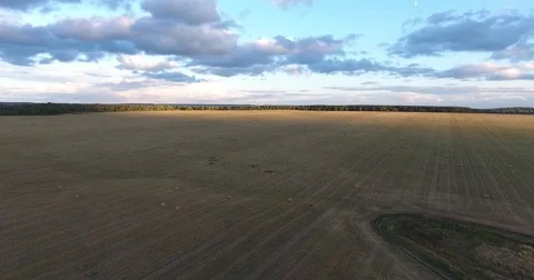 Aerial view . 4K flight over the mown field at sunset Stock Footage 73984510