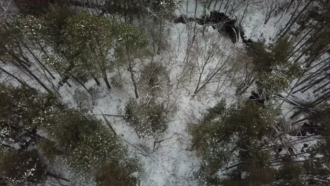 Aerial View 4K - Fox Trots Through Woods and Jumps River - Lookdown Follow Stock Footage 148954558