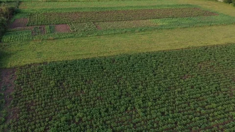 Aerial view 4k. Growing vegetable croft. Organic agricultural farm in Ukraine. Stock Footage 311199495
